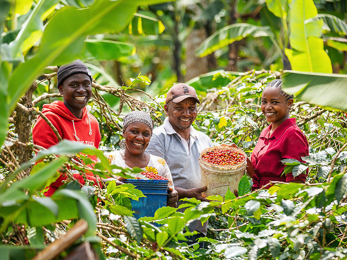 Mavuno coffee farmers harvesting.