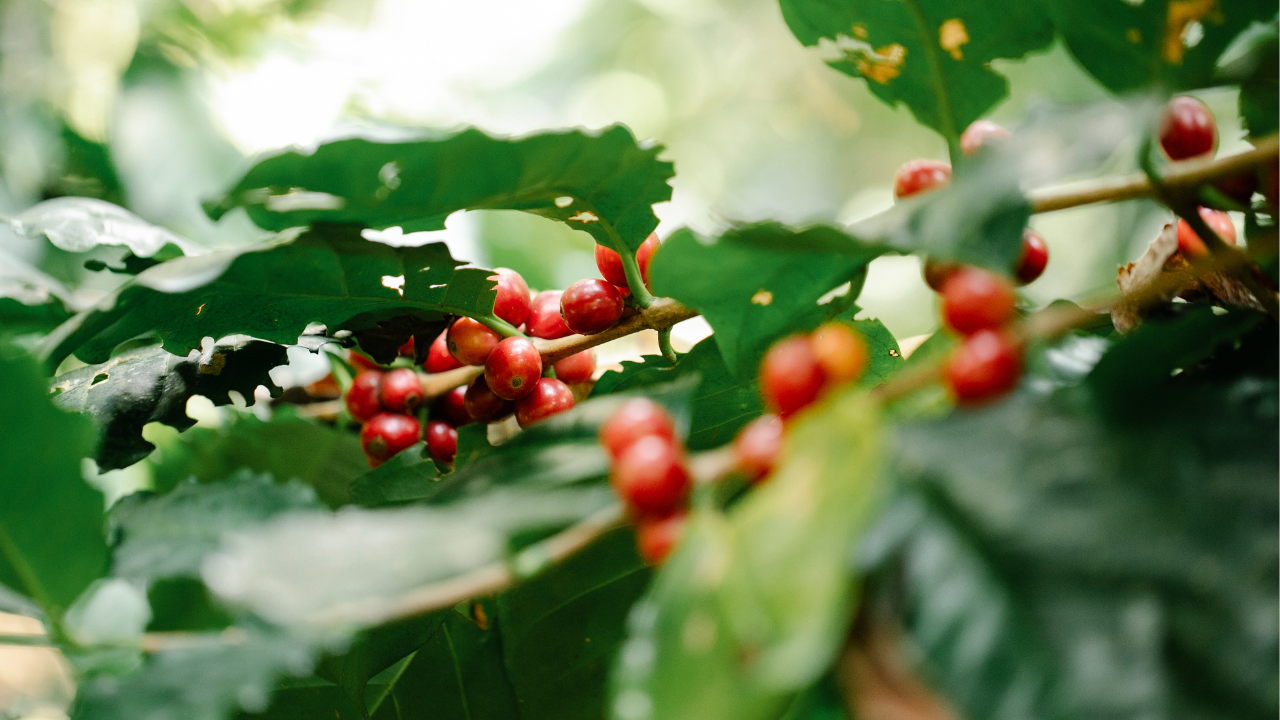 Mavuno coffee berries harvest